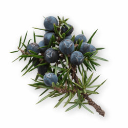 4 Wacholder Handl Tyrol