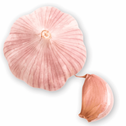 2 Knoblauch ganz Handl Tyrol