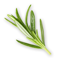 22 rosmarin Handl Tyrol