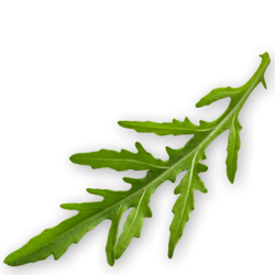 20 ruccola Handl Tyrol